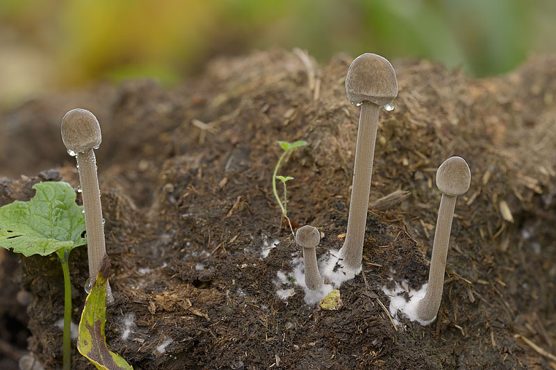Panaeolus papilionaceus